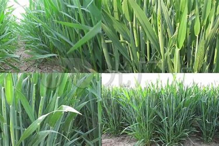 水稻施肥,用哪种增产效果比较明显