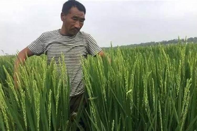 水稻在拔节期间应当怎样施肥料？