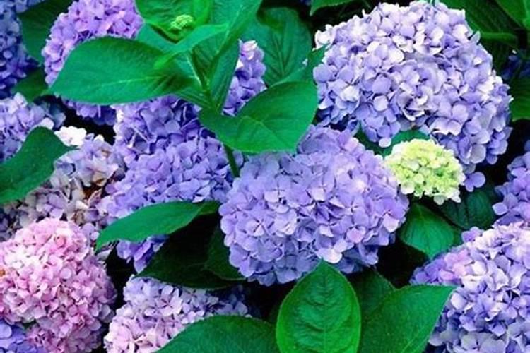 玉米追复合肥好还是有机冲施肥好？