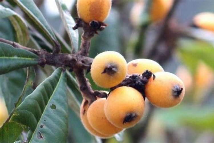 枇杷树太高了怎样修剪