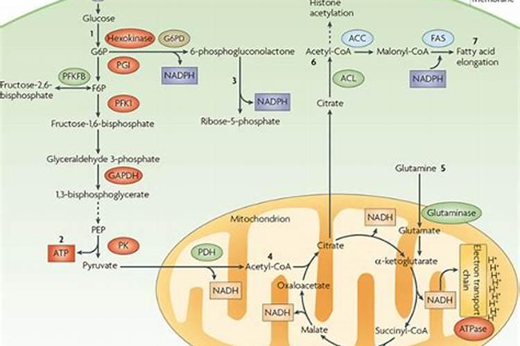 糖的提取有多少种方法