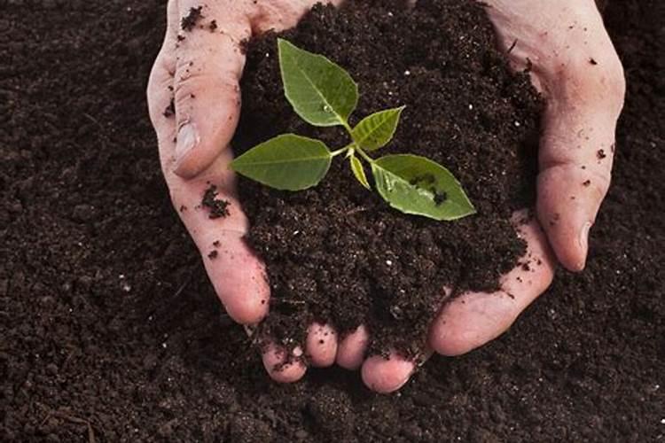 硝酸磷肥利用率