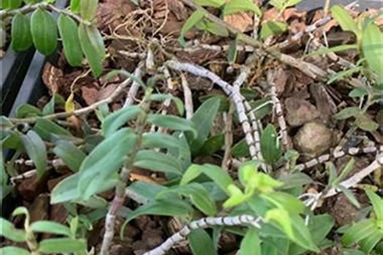 泓九原生肽牡蛎肽——大海赐予人类的天然保健品