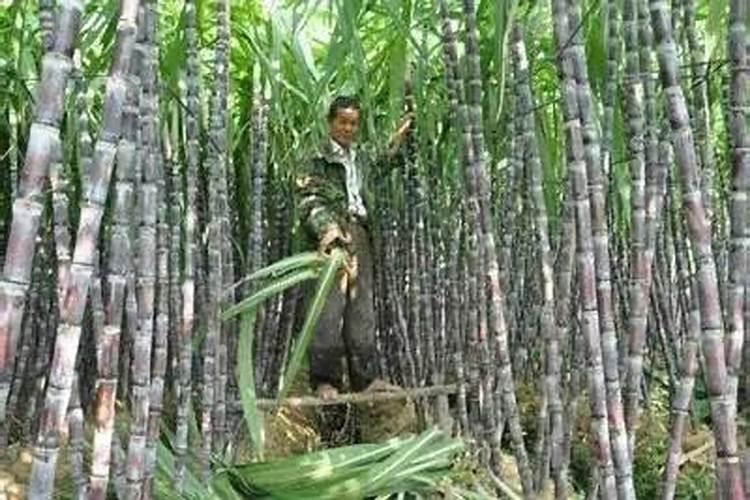 甘蔗的叶片焦枯用什么肥？