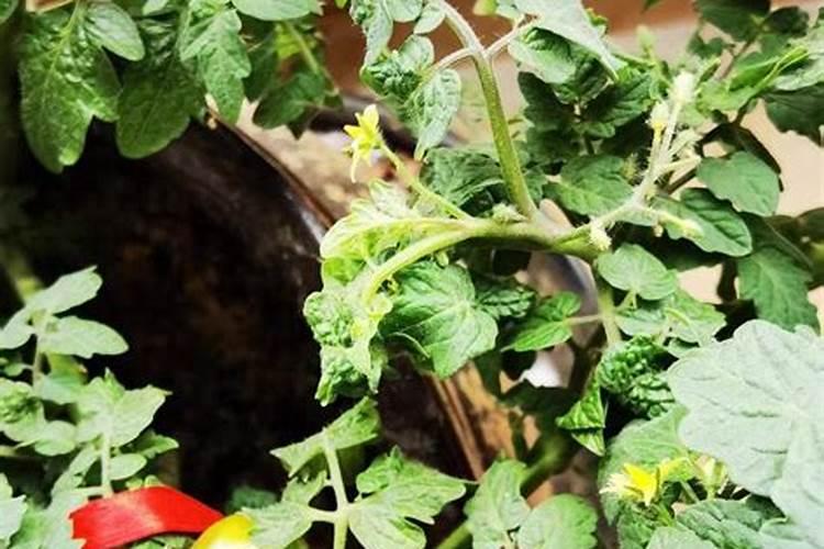 辣椒、西红柿、豆角这类蔬菜,施肥是关键,什么时候施？怎么施？