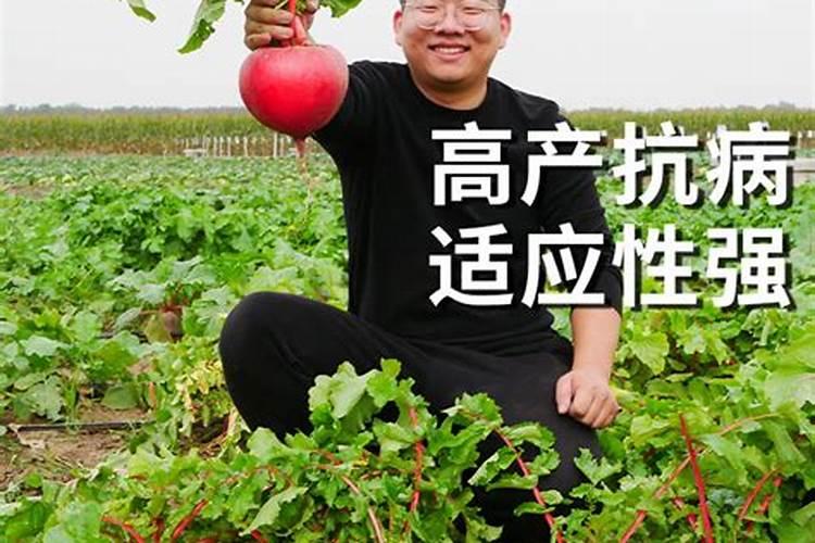 萝卜膨大期应该如何追肥？如何防止萝卜出现空心萝卜？