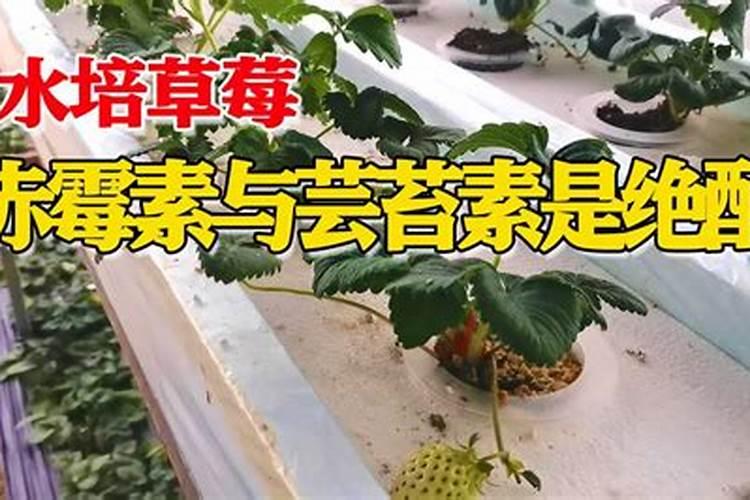 草莓盛果期能用芸苔素和磷酸二氢钾混用吗？