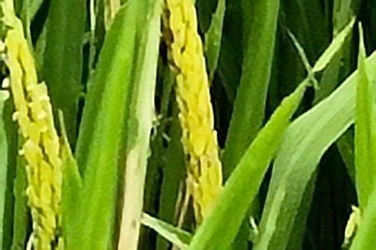 东北种植水稻什么钾更好