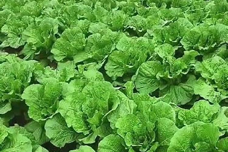 白菜叶面肥的使用方法