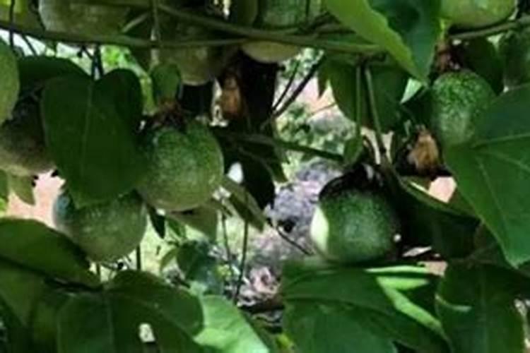 硝酸钾遇到什么强氧化剂燃烧或baozha