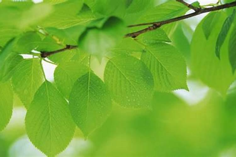 菜籽饼可以直接埋土里吗