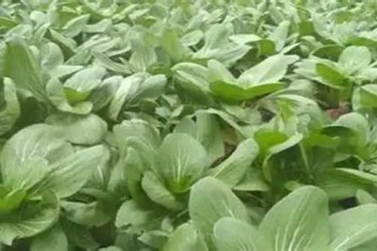 青菜施肥用复合还是尿素