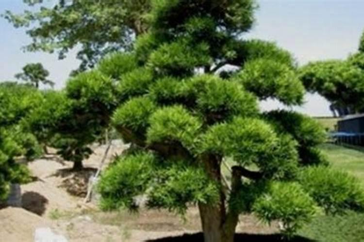 罗汉松的叶面肥怎么弄