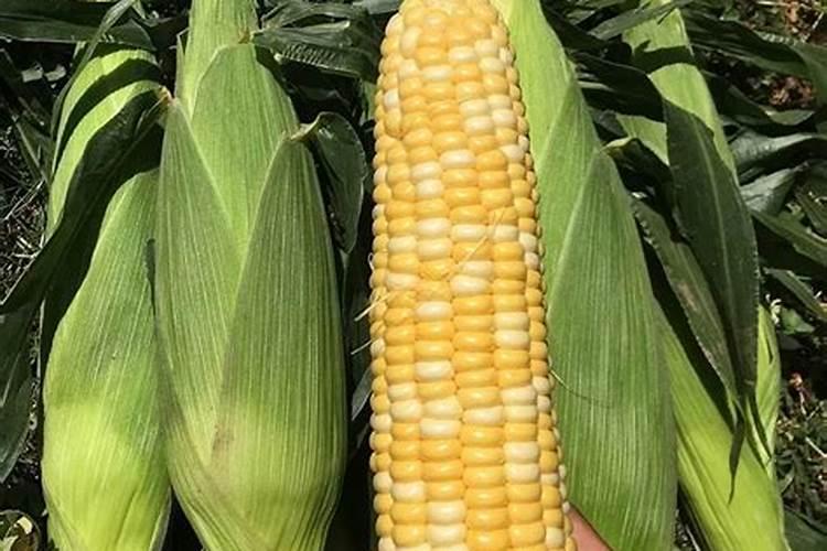 玉米皮怎样做有机肥