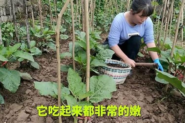使茄子长得更好要怎么做