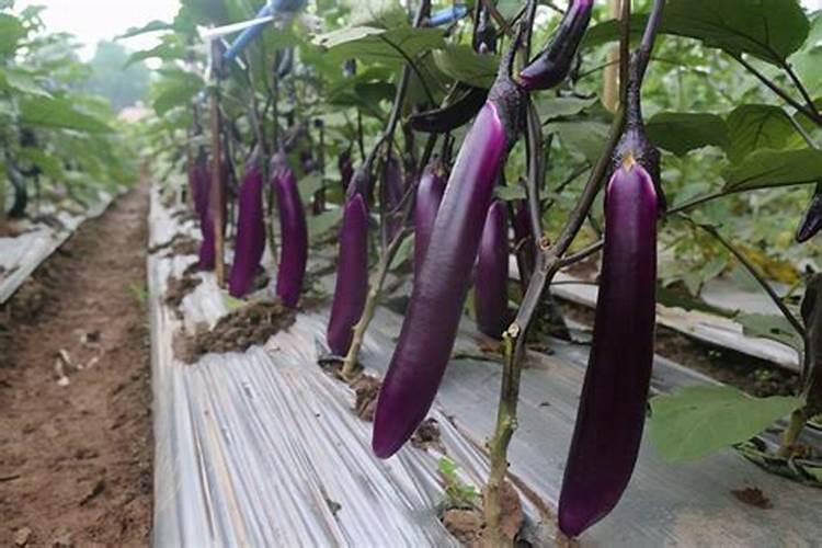 茄子可以施草木灰吗？