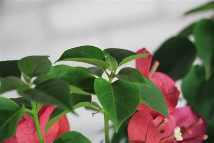 三角梅叶子发蔫垂头是怎么了？