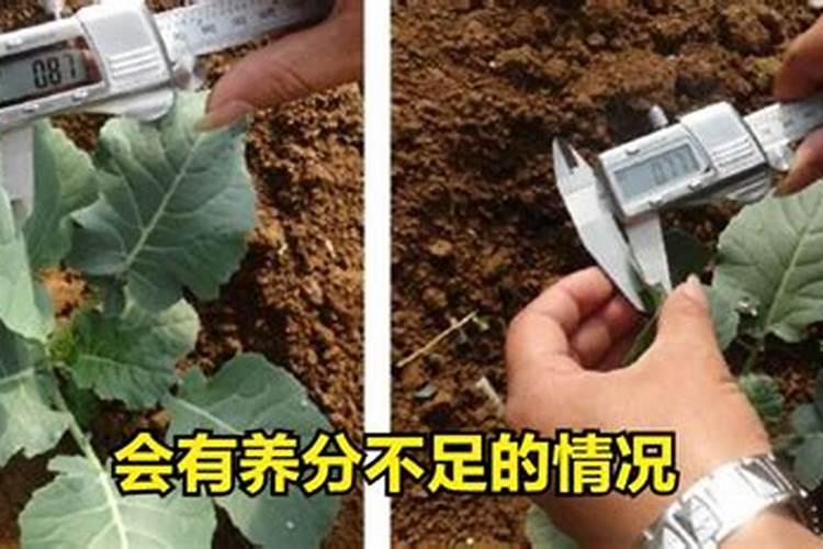 葵花后期用平衡肥料可以吗