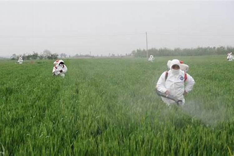 农用硅肥有哪些