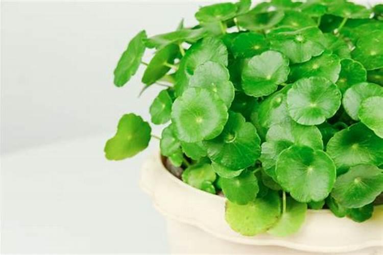 铜钱草要施什么肥