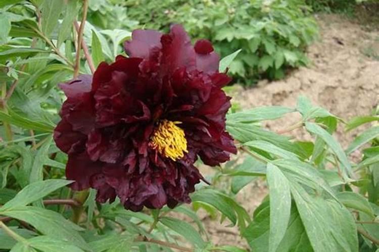 牡丹叶面肥打什么