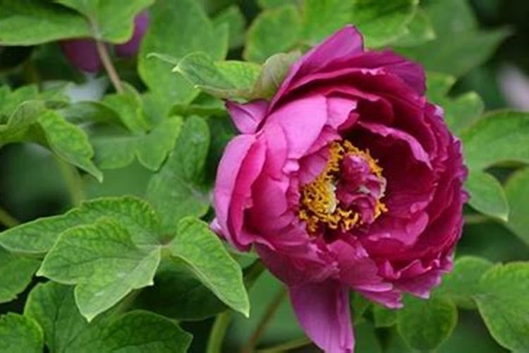 牡丹叶面肥打什么