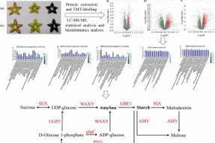 西红柿需要肥料的比例是多少？西红柿后期需要高钾肥？