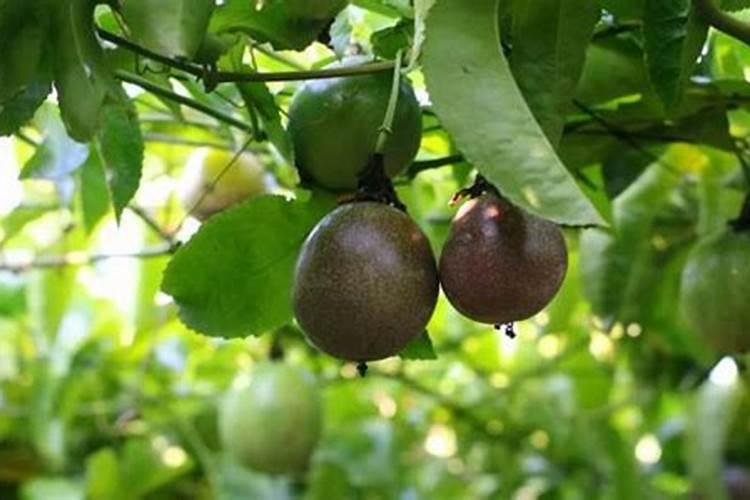 矿源黄腐酸钾是腐植酸吗有什么不同