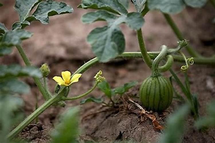 西瓜如何施肥技术