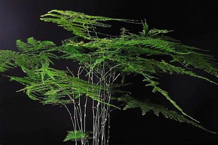 腐植酸有什么作用？腐植酸肥料的使用标准是什么？