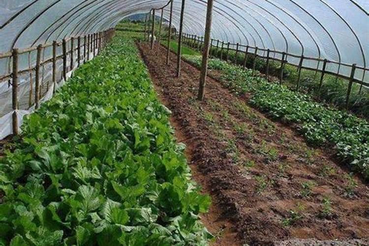 一般的蔬菜瓜果要用到什么肥料