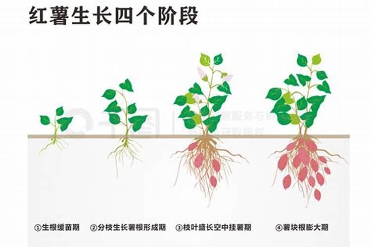 红薯用什么肥料最好