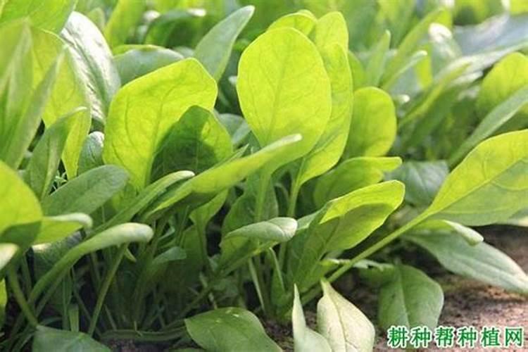 农民种白菜和菠菜,主要施哪种肥( )A.氮肥B.磷肥C.钾肥D.锌