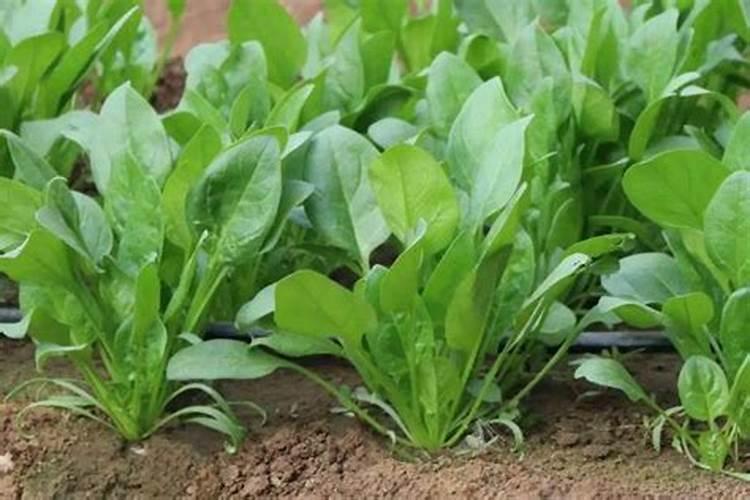 白菜菠菜应该施什么肥