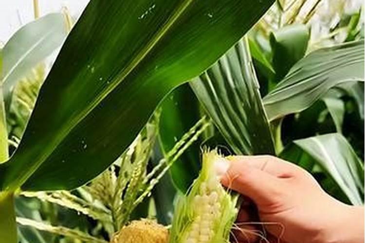 玉米控释肥使用方法