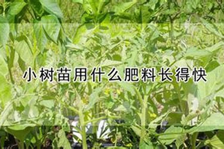 磷肥过多对植物的危害