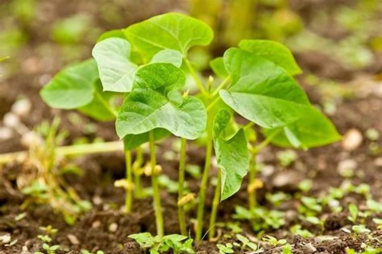 车用尿素可以给植物施肥吗 车用尿素能用在农作物上面做肥料吗