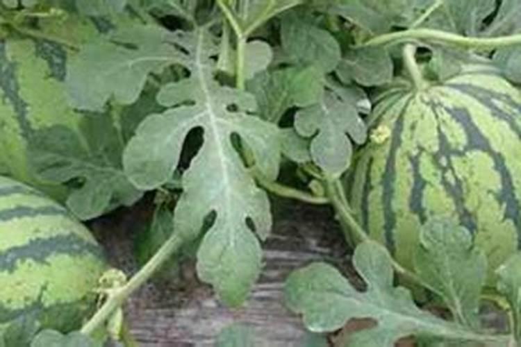 西瓜追肥的几个阶段,高产追肥用什么好