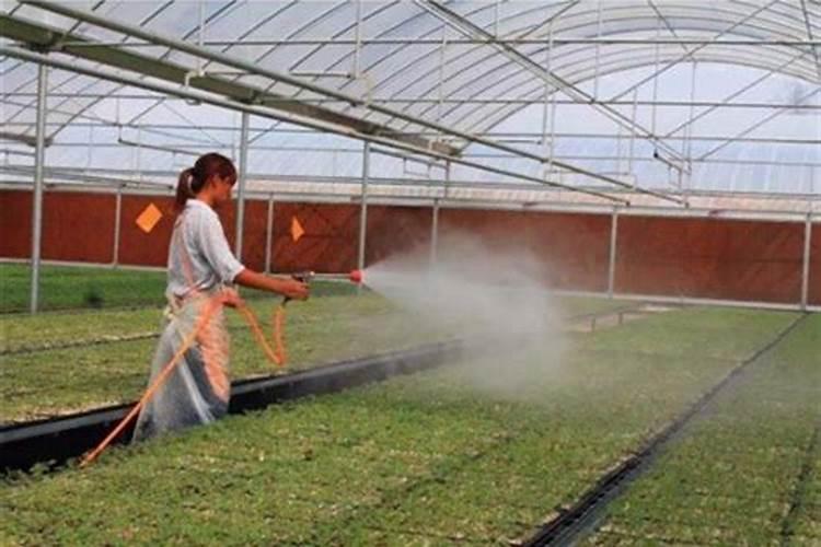 瓜果蔬菜叶面肥的正确使用方法(什么时候打叶面肥好)