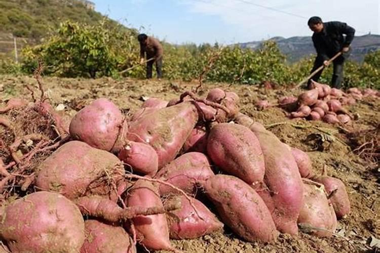 如何种红薯不生虫