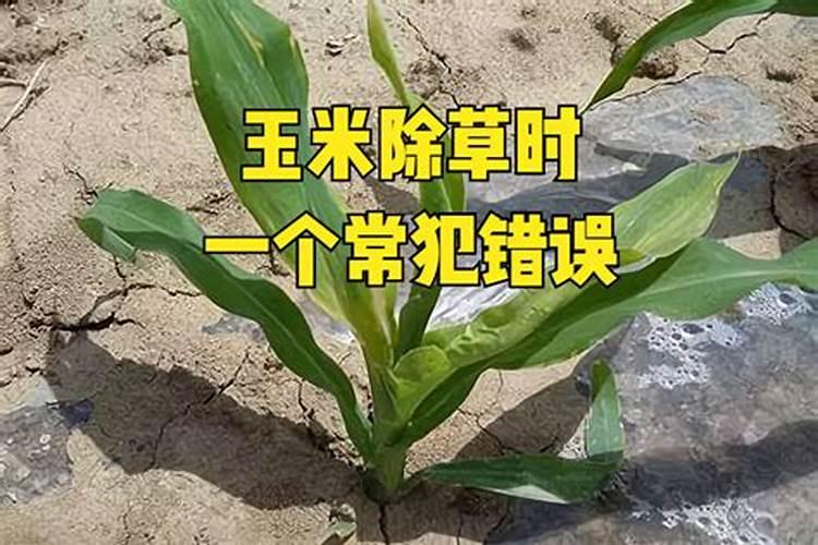 玉米刚种上能打草甘膦吗