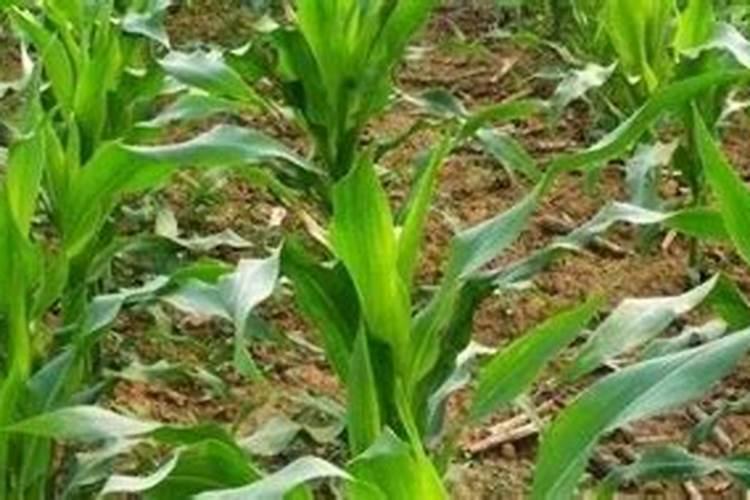 转基因玉米高温可以打草甘膦吗