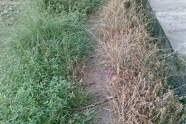 打了草甘膦玉米会死吗？