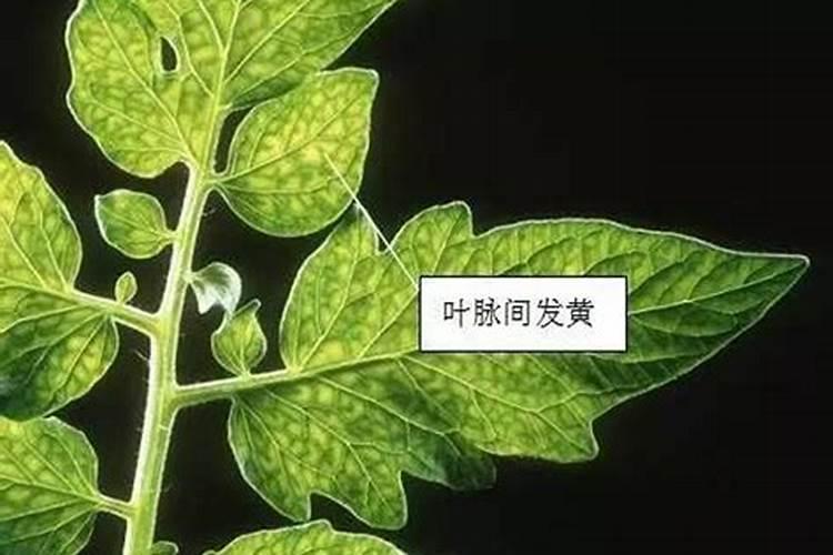 种植生姜该施什么肥料