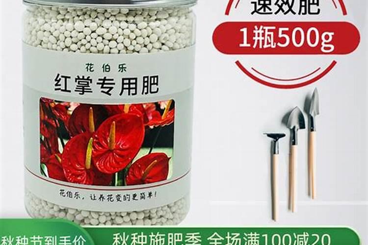 红掌花怎么养护和浇水