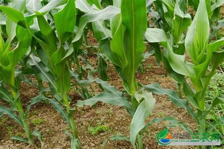 玉米底肥一次性施肥 氮磷钾 各用多少？