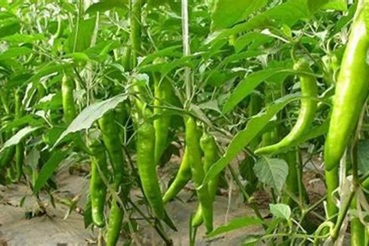 辣椒施什么肥最好