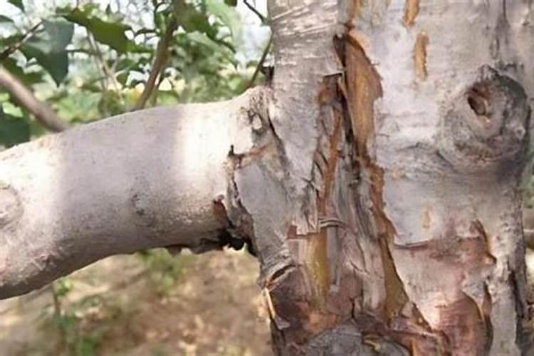 杨树上尿素不会长裂吧