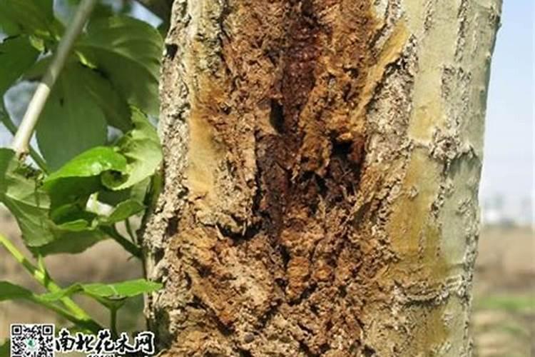 杨树施肥过多快烧死了求帮忙想办法