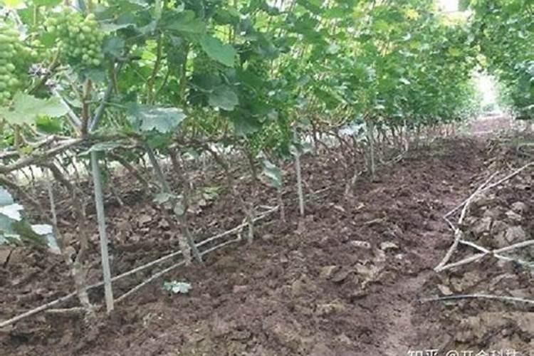 磷钾肥怎么浇花正确使用方法